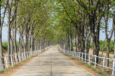 Wooden footbridge amidst trees in forest