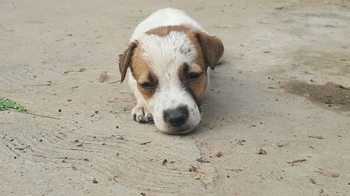 Portrait of puppy on sand at beach