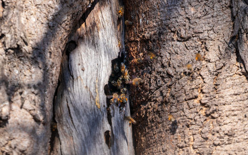 Close-up of insect on tree trunk