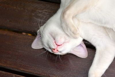 Close-up of cat sleeping