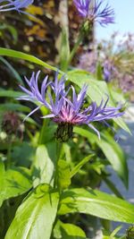 Close-up of insect on purple flower
