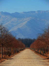 Dirt road amidst trees against mountains