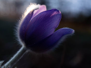 Close-up of purple flower