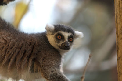 Lemur looking away against blurred background