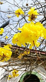 Low angle view of yellow flowering plants