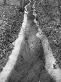 High angle view of horse on field