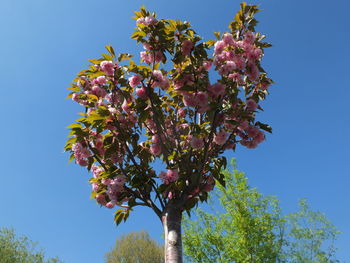 Low angle view of flowering tree against blue sky