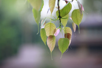 Close-up of pink flowering plant