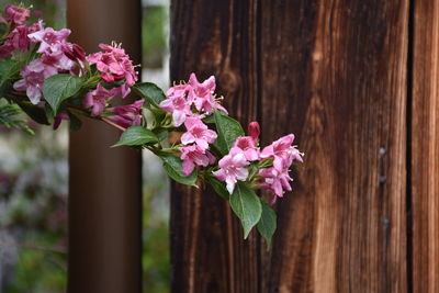 Close-up of pink flowering plant