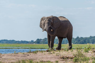 Elephant by lake against sky on sunny day
