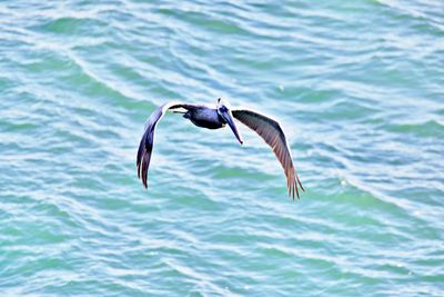 Bird flying over sea