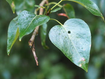 Close-up of insect on leaf