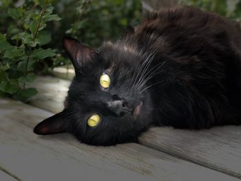 Portrait of black cat lying on wood