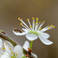 Close-up of insect on flower