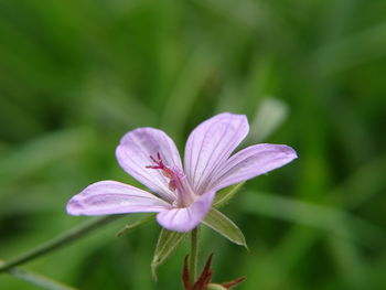 Close-up of purple flowers blooming outdoors