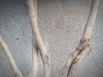 Low section of bare tree on road