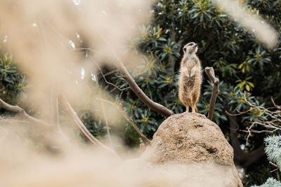 Meerkat standing on his ground