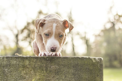 Close-up portrait of a dog