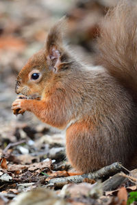 Red squirrel eating a nut 