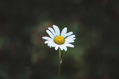 Close-up of white daisy flower