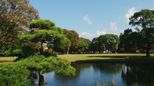 Trees by water against sky