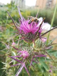 Close-up of bee pollinating on pink flower