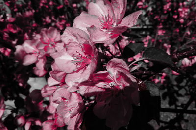 Close-up of pink cherry blossoms