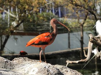 Bird perching on rock