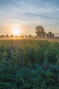 Scenic view of field against sky during sunset