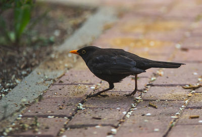 Black bird perching on a footpath