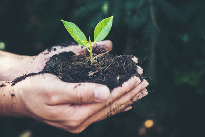 Close-up of hand holding small plant