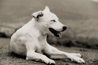 Close-up of dog lying down