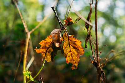 Close-up of dried autumn leaves on branch