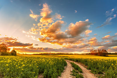 Spring colorful cloud sunset over colza field. rural dirt road blossom canola farm. oilseed blooming