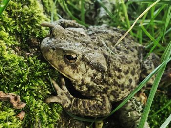 Close-up of frog