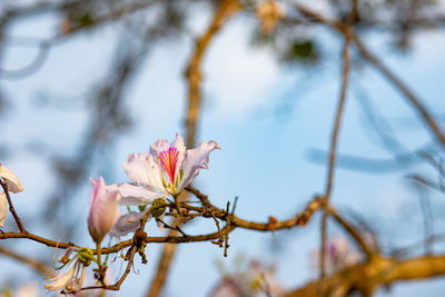 Close-up of pink cherry blossom