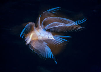 Seagull flying over water at night illuminated by flash