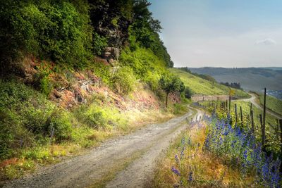 Road amidst plants and trees against sky