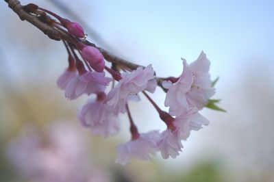 Close-up of pink flowers on branch