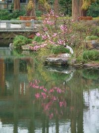 Reflection of trees in pond