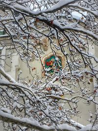 Close-up of tree against sky during winter