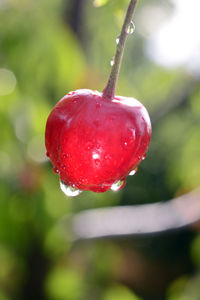 Close-up of wet red berries on plant