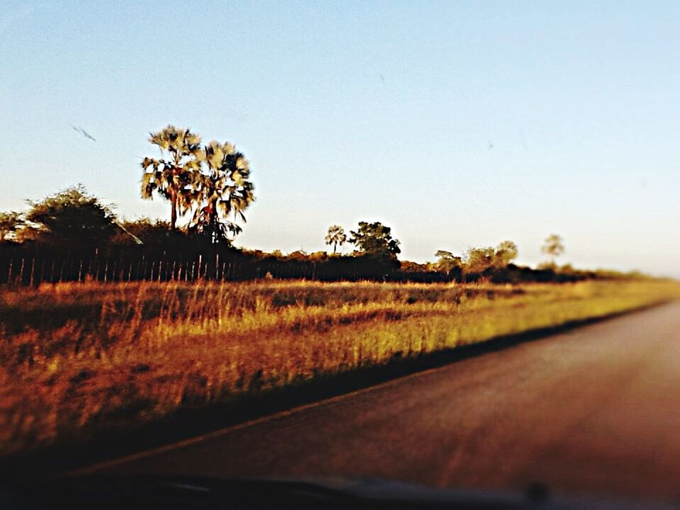 clear sky, copy space, tree, growth, landscape, road, field, tranquility, nature, tranquil scene, plant, transportation, grass, the way forward, beauty in nature, sky, day, no people, outdoors, sunlight