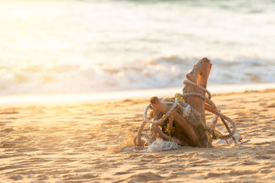 View of crab on beach