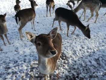 Deer standing on snow field