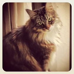 Close-up portrait of cat