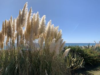 Plants growing on sea against clear sky