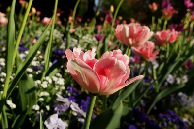 Close-up of pink tulips