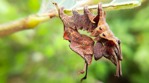 Close-up of plant