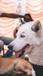 Close-up of dog looking away